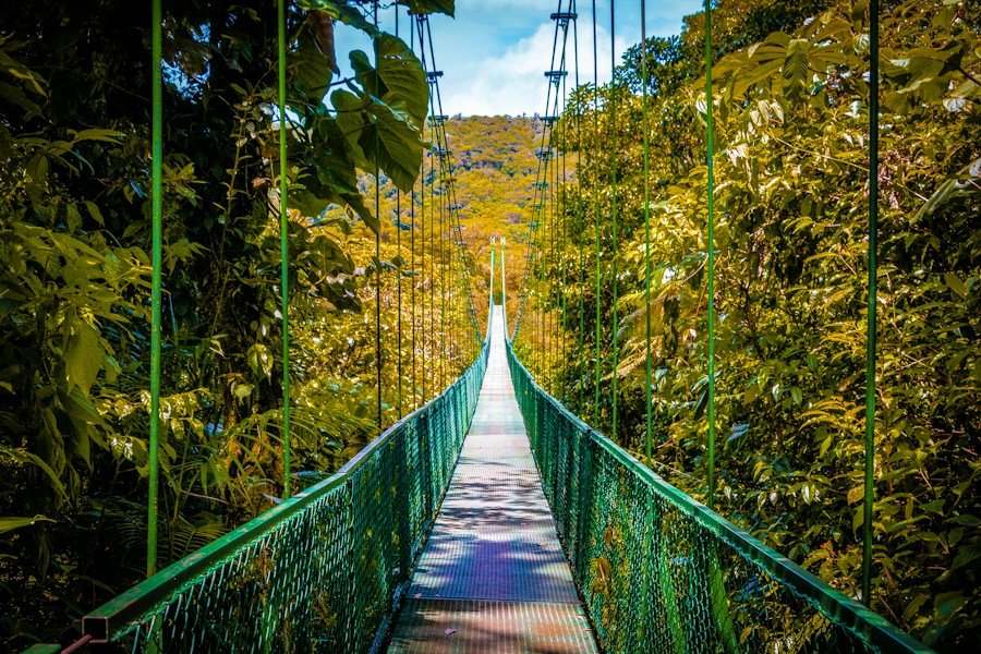 Caminá entre verde y neblina, con tiempo para mirar los pequeños detalles.